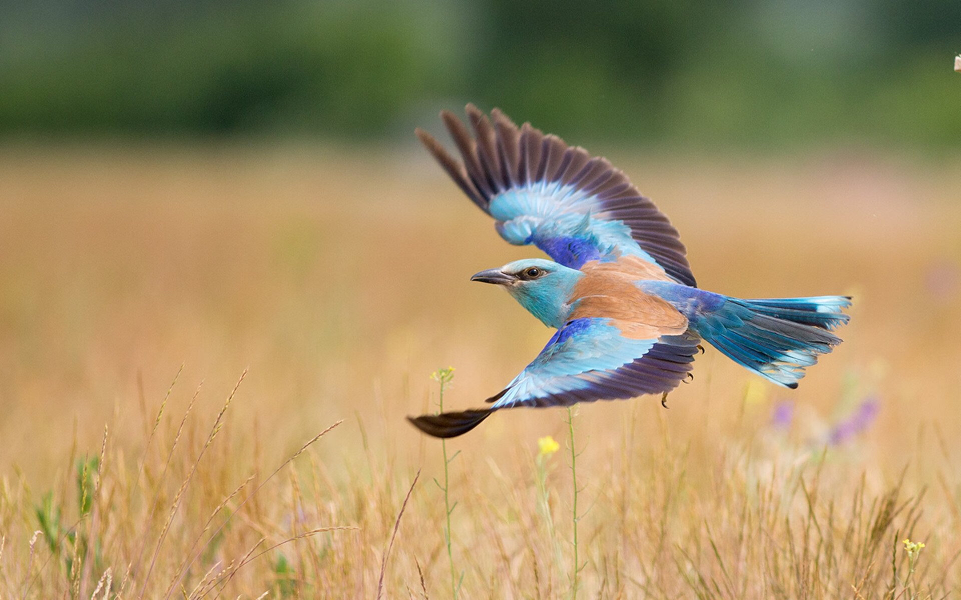 韧性与速度的对话,戈麦斯冠军级表现点燃爱尔兰与牙买加之战
