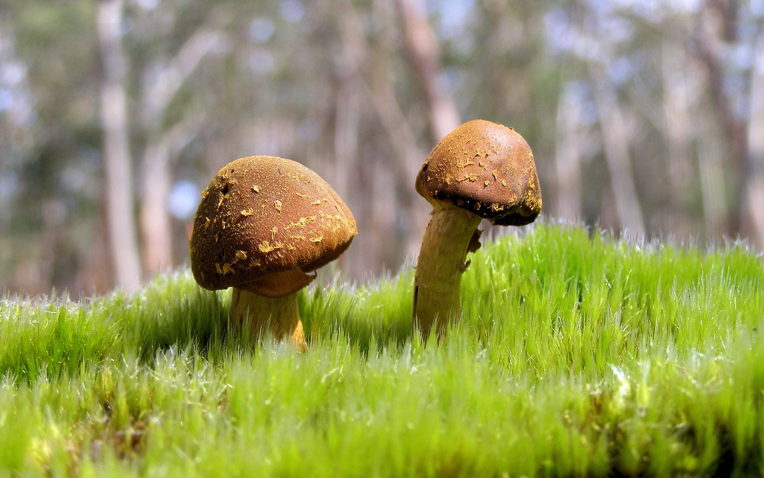 跨越大陆的足球传奇,摩洛哥轻取里昂,巴斯托尼西甲德比封神