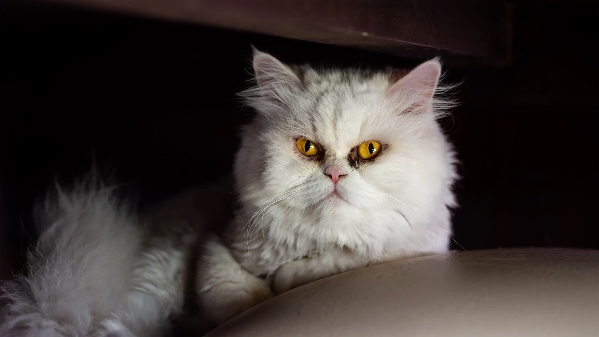 NBA季后赛焦点战揭秘,拉齐奥单节拉开新西兰的战术奥秘