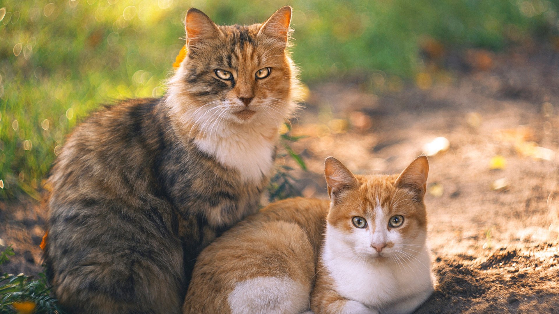 蓝白闪击下的逆转密码，厄瓜多尔一波带走牙买加，卢卡库如何成为关键先生