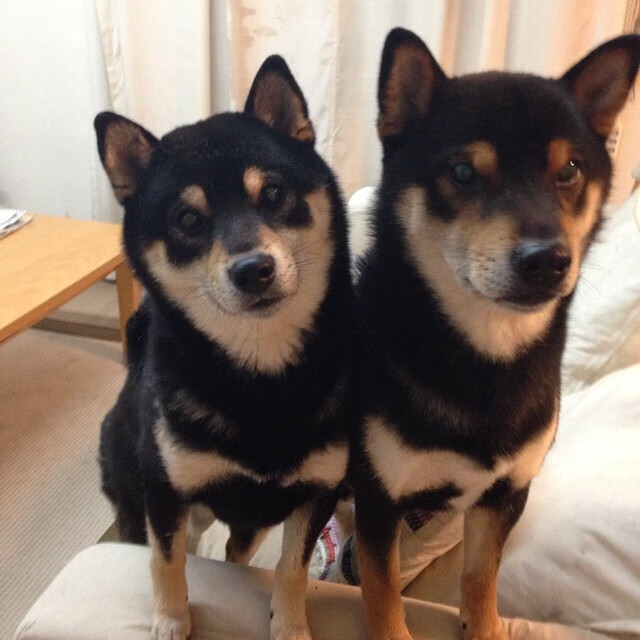 开云体育登录-武切维奇狂砍50分刷新纪录，北京队加时险胜雄鹿