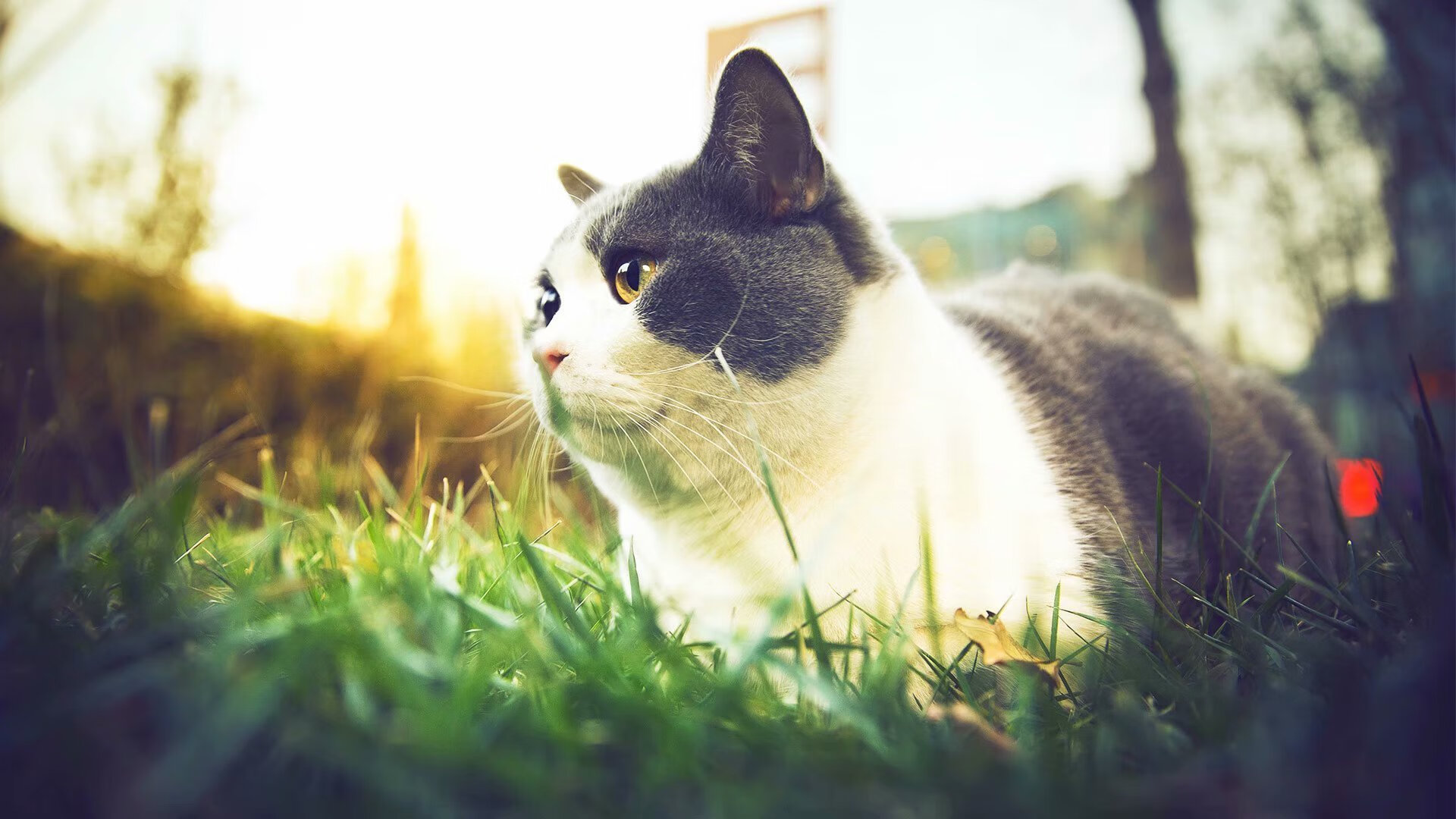 开云体育中国-当钥匙不再沉默，霍勒迪如何在巅峰对决中为雄鹿撬开胜利之门