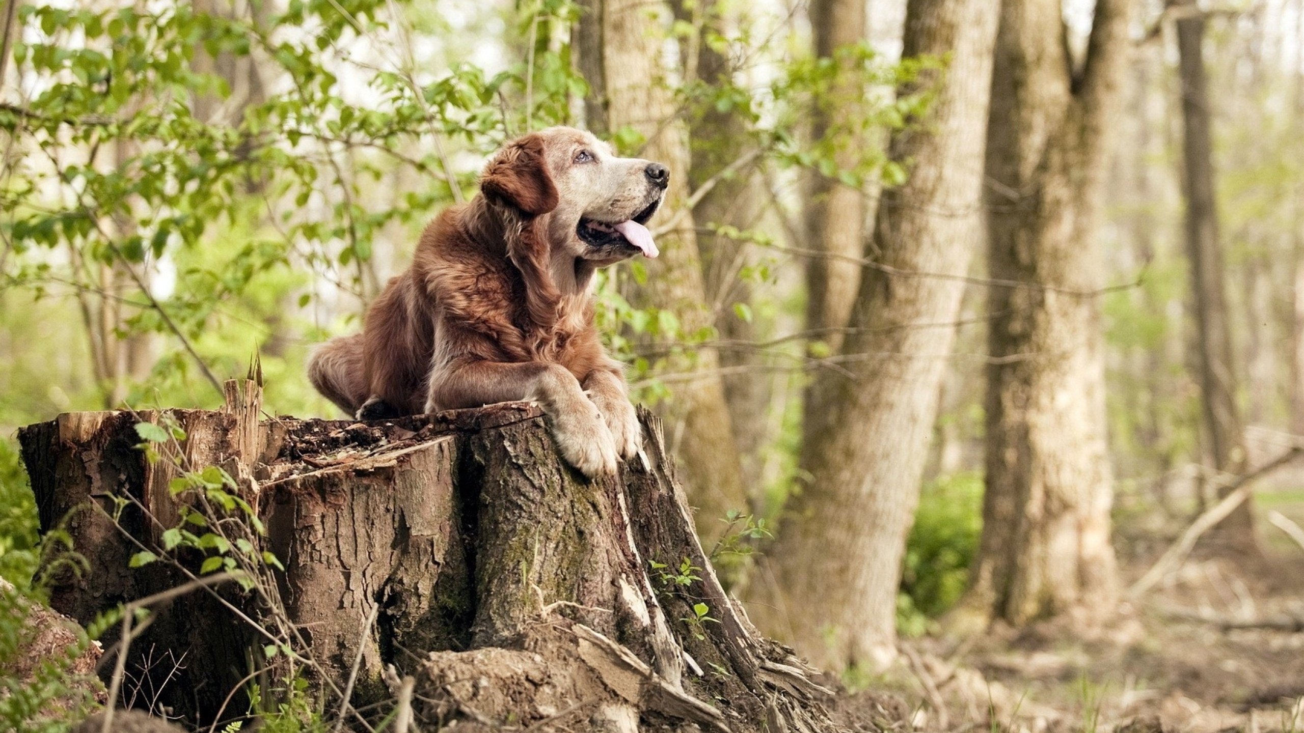 浪花之巅的指挥官，浓眉带动全队节奏，爵士决胜局带走魔术
