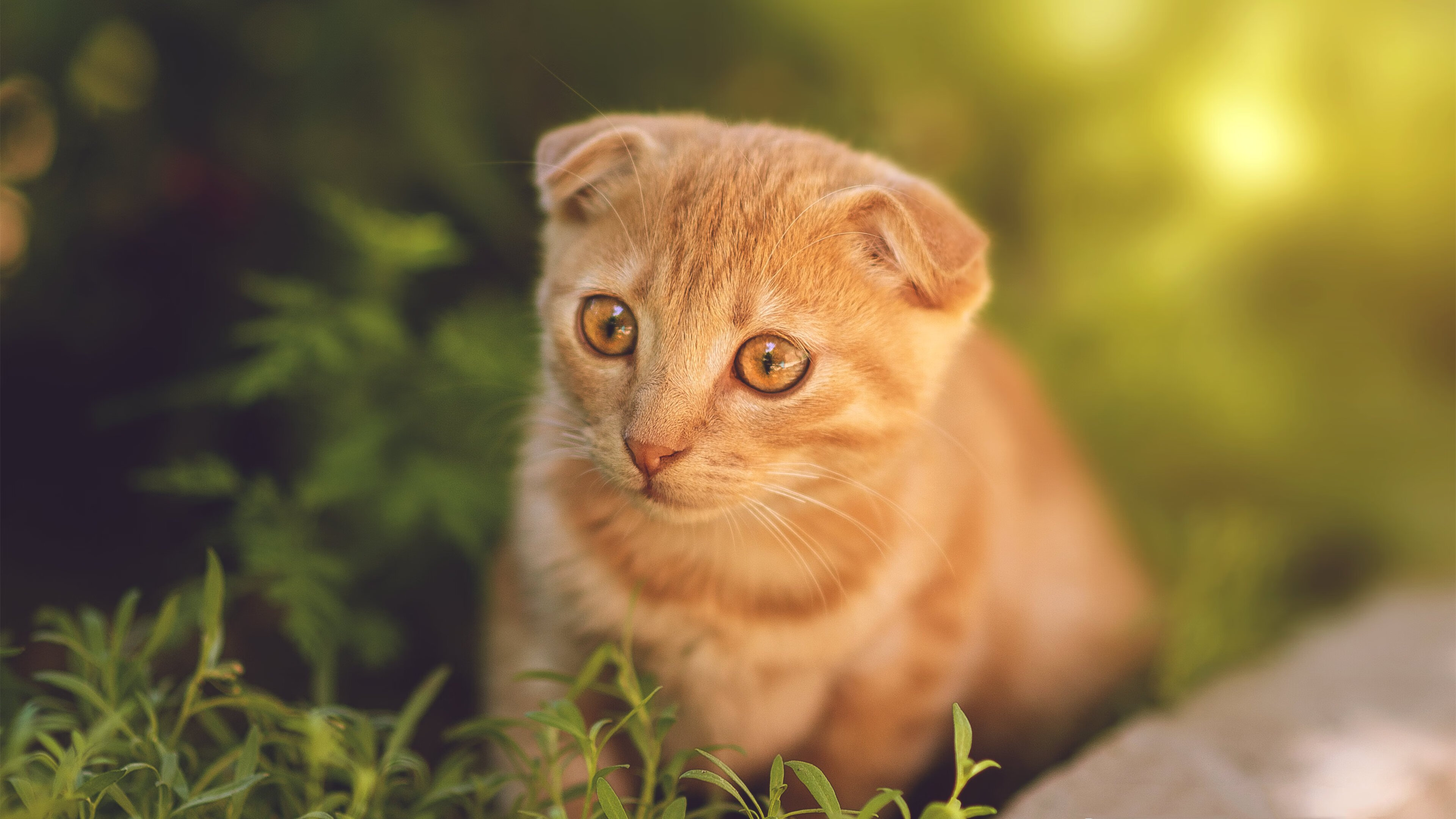 双重奏鸣，利拉德爆发的启示与广东末节带走爵士的协同智慧