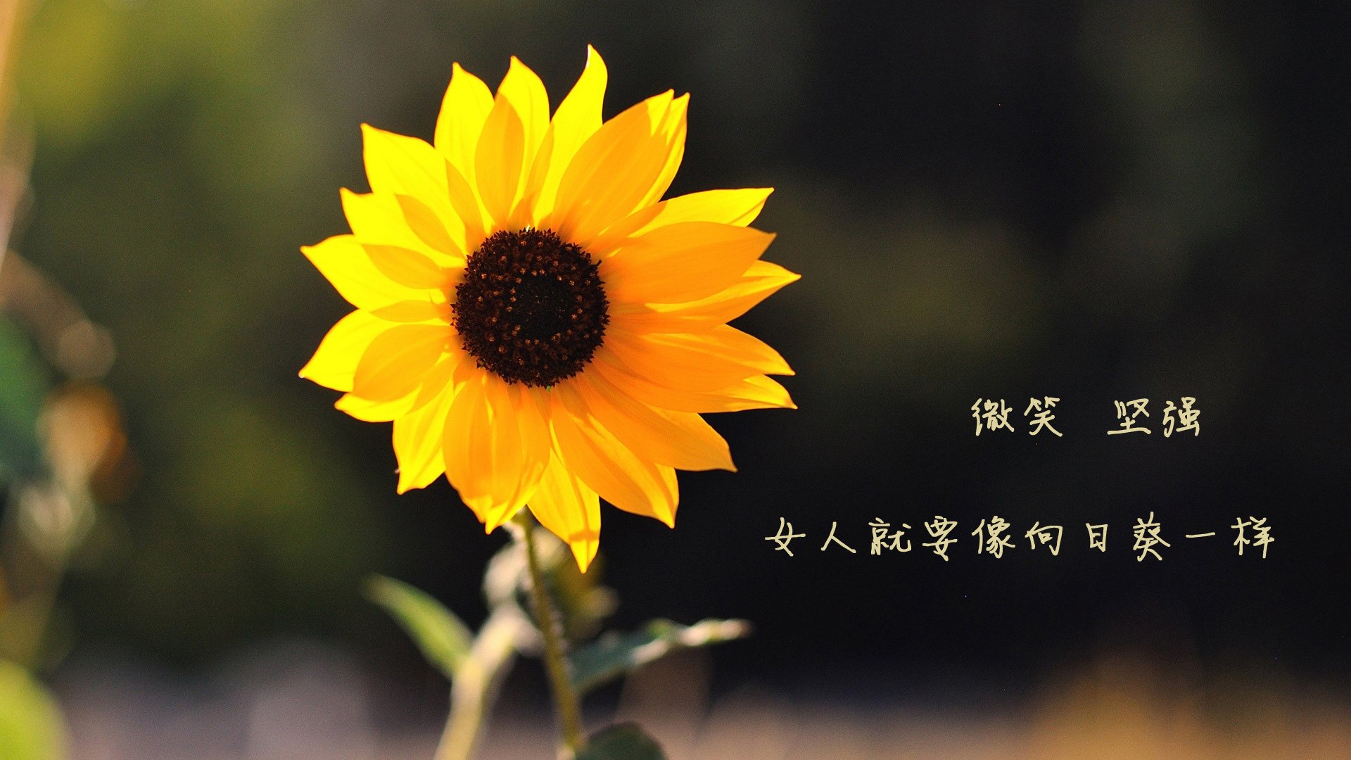 开云体育APP下载-颠覆者·破壁之战，2026世界杯，韩国铁骑碾碎高卢雄鸡的节奏霸权